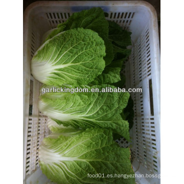 Vender nuevo cultivo Chinese Cabbage brother kingdom